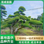 造型榔榆长飘临水型批发造型榆树精品造型园林工程绿化苗木庭院树