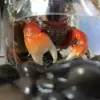 Extra-large size of Crab