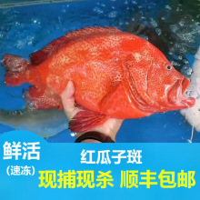 瓜子斑 海捕深海石斑鱼东山岛海鲜【爱心鱼满舱一件代发直播】