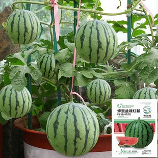 ���Ա���С���ϷN������tȿƤ����ȸߑНh�����Ƥ�o�����ϷN��