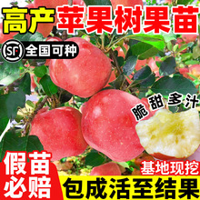 苹果树果苗南北方种植盆栽地栽冰糖心苹果活苗当年结果矮化果树苗