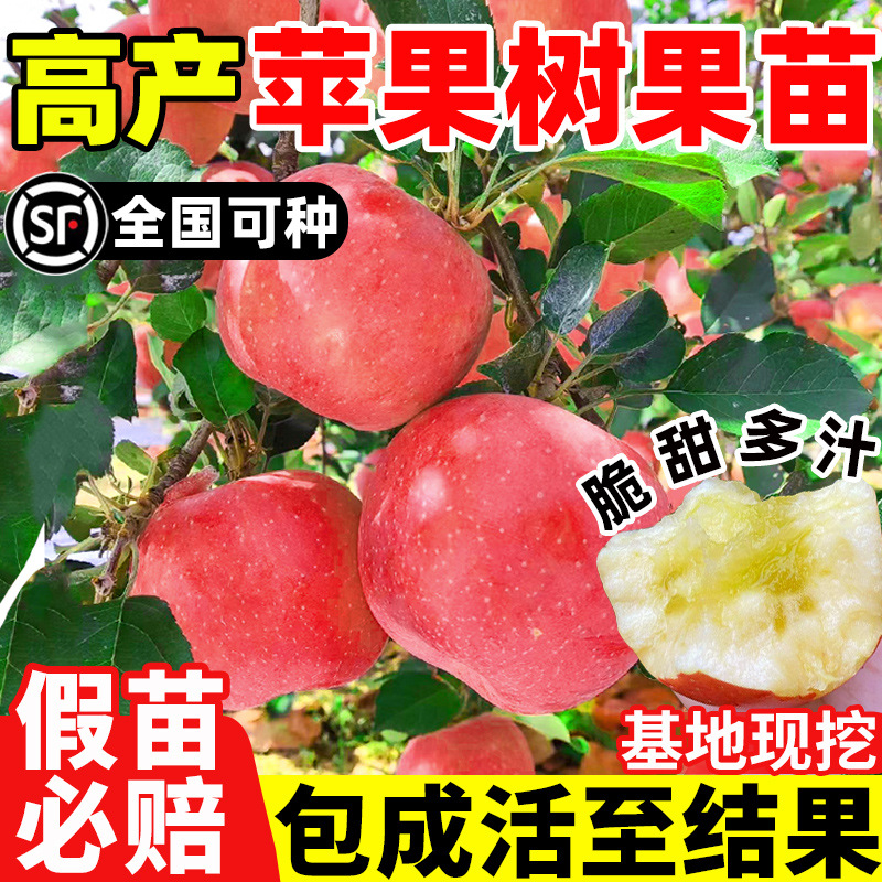 苹果树果苗南北方种植盆栽地栽冰糖心苹果活苗当年结果矮化果树苗