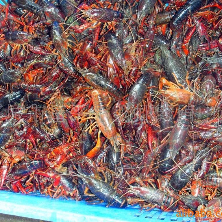 供应龙虾虾苗 水特产养殖  龙虾水特产