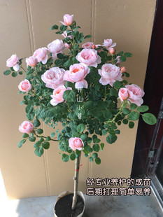 �������¼����Θ��ߗUŮ����֭�̨�ļ��_����󻨻܈@ͥԺ����