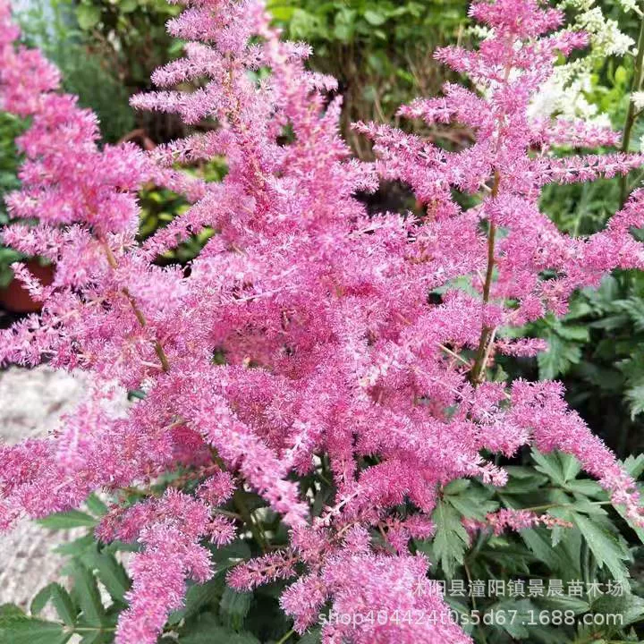 Оптовые оптовые поставки семян астильбы садовые семена цветок Всхожесть моря высокие ценовые уступки