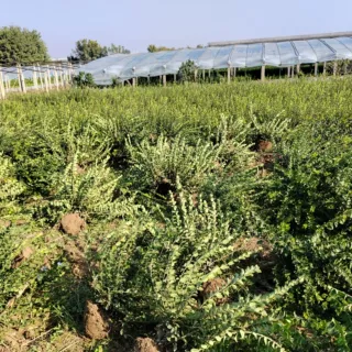 卫矛毛球苗基地批发为矛球苗圃 毛颗 扶芳藤毛球毛颗扶芳藤基地