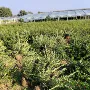 基地苗圃毛球扶芳藤
