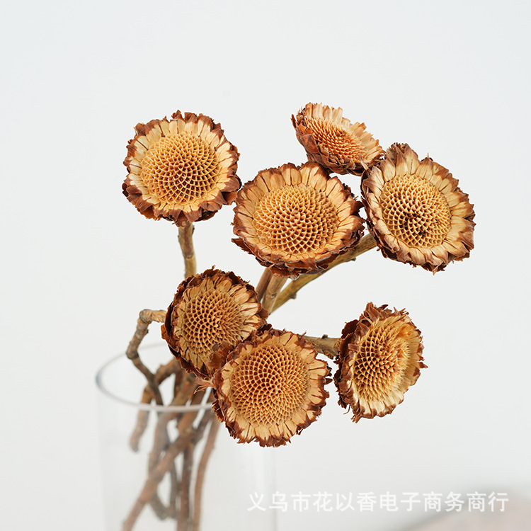 Sunchrysanthemum Natural African Imported Art Dried Flowers Sunflower Indoor Home Decoration Ornaments Decorative Shooting Props