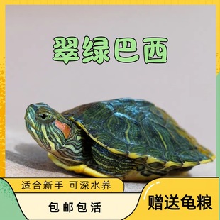 Live Turtle, Large Brazilian Turtle, Live Pet Turtle, Long-Lived Ornamental Turtle, Green Small Colored Turtle, Red-Eared Water Turtle, Live Turtle