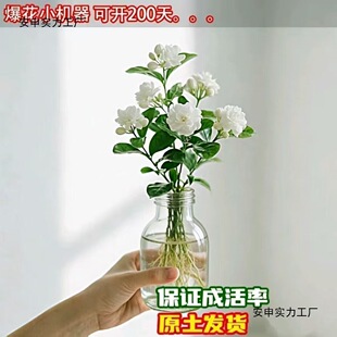 ˮ���������҃����Ԏ�����ͥԺ����������x���B�׻�ֲ��Gֲ