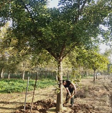 Їy֮l-Nֱ10yӼ޽Ә ֱN  ҎRȫ