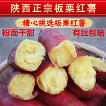 紫薯新鲜正宗陕西板栗红薯红蜜薯沙地地瓜批发超甜糖心3/5/10斤