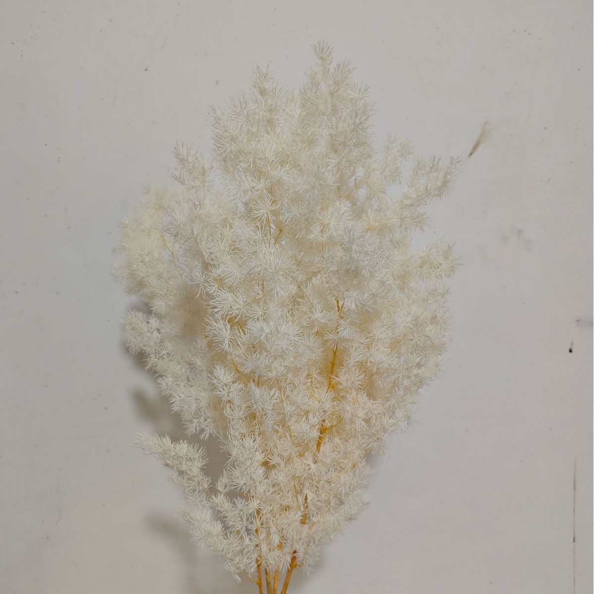 Blanc cassé 100g
