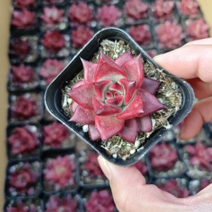 Robin Luo Bing Chicken Blood Robin Romeo Succulent Plant Pots