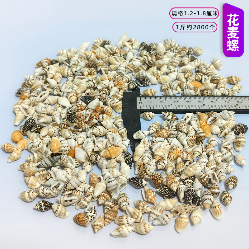 貝殻と法螺貝 1～2cmをポンド単位で販売、貝殻と砂を混ぜて手作りのDIYテーブルを製作、ドリフトボトルを製作|undefined