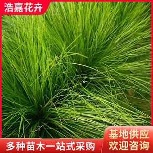 Potted Fine-Leafed Spiny Grass with Thin Stems Base Direct Sales of Fine-Leafed Spiny Grass with Thin Stems Mexican Feather Grass
