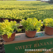 ���~��ײ݃r����픾G����ƺ��ײ�����~�S���ײ����A�������l