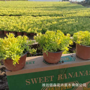 The Base Supplies High-Quality Golden Leaf Sedum, Golden Strip Seedling Trays, and Sedum Square Trays