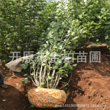 天目木兰花北方花木兰树苗庭院盆栽观赏乔木丛生天女木兰大墩