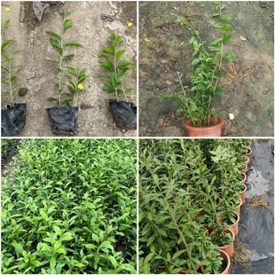 Guangyao Rattan Outdoor Green Wall Climbing Plant Office Flower Plant Zhongshan Base Wholesale Guangyao Rattan Seedlings
