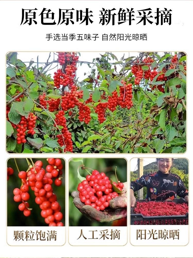 Schisandra Berries Wu Wei Zi 500g Dried Changbai Mountain Herb for Traditional Decoctions and Daily Herbal Tea specifications
