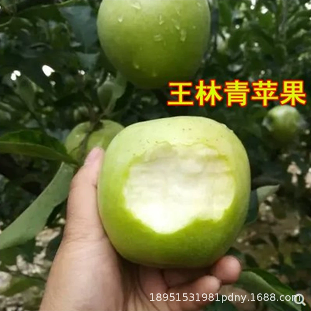 Привитый красный Банан Саженец яблока карлик большая красная звезда порошок саженец яблока Северный Южный двор посадка результаты года