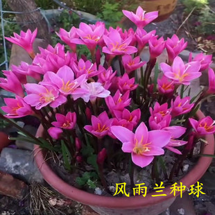 �ļ��_���L���m�N���ذ��[�m����ͥԺ���ܴ�ȫ�҃���Gֲ���Ժ��B