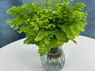 Green Plants and Florals, Shade-Tolerant, Air-Purifying Hydroponics, Maidenhair Fern Potted Maidenhair Fern, Perennial Evergreen Herbaceous Foliage