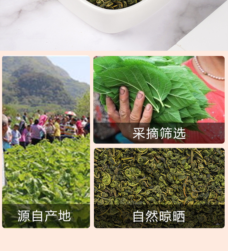 Frost Mulberry Leaf Tea (Morus alba) — Dried Mulberry Leaf Herbal Tea, 75g Jar preparation