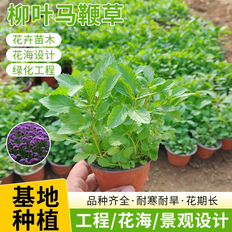 Вербена в горшках, питомник, садовый ландшафт, зеленение, цветок вербены, морской ландшафт, цветочный пояс, зеленение