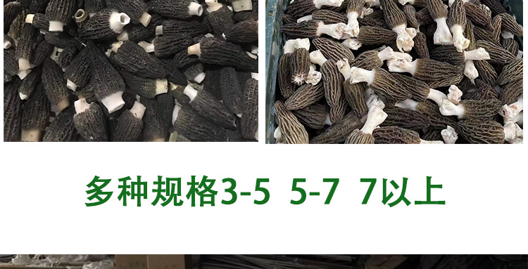 阿里羊肚菌3-55-7_07