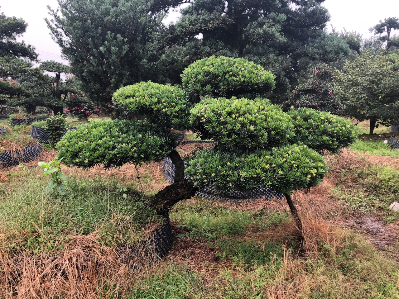 精品造型罗汉松，斜卧悬崖精品罗汉松，假山喷泉景观树，斜飘造型