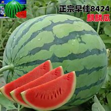 8424����N�����ϷN�ӟo���ش�߮a���������Ϸ��ļ��߲�ˮ���N��