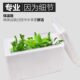疯狂水草鱼缸植物造景摆件真草水培定植懒人阴性水榕水草厂家批发