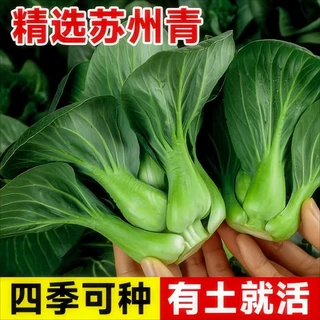 黑叶矮脚苏州青种子油菜种籽菜籽小青菜白菜蔬菜孑青梗厂家直销