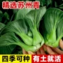 苏州种籽种子小青菜