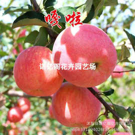 苹果树苗嫁接红富士嘎啦苹果苗矮化盆栽果树苗南北方种植当年结果