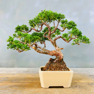 真柏荒木（盆栽素材）