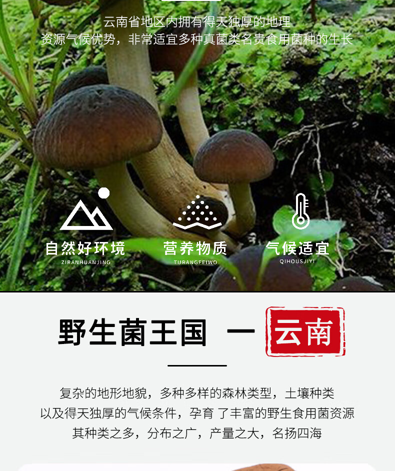 Dried Tea Tree Mushroom Cha Shu Gu Agrocybe cylindracea Whole Dried Mushrooms for Soup and Hot Pot key features