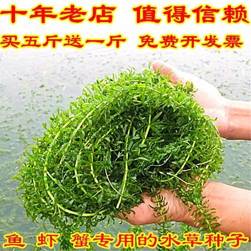 鱼塘净水植物植物子伊乐藻轮叶黑藻养鱼虾草籽四季净化水质的水草