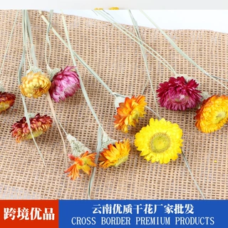 干花麦秆菊七彩菊菠萝菊太阳花波斯菊 ins网红DIY花束 工厂直供