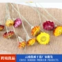 七彩菊太阳花干花