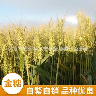 Семена пшеницы Jinqiang № 6 Семена пшеницы Оптовые зерновые