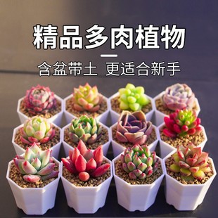 ����ֲ�ﻨ��GֲС���Ի��ܸ߶����҃��Ϙ�Ⱥ�����^���F���w���B