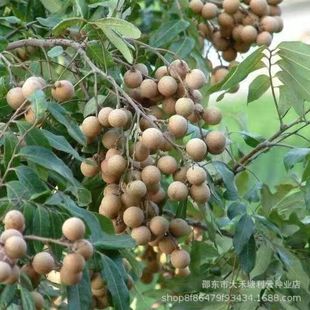 ����N������/���A�N�ӹ���������� �ͺ�Ʒ�N���߷N��