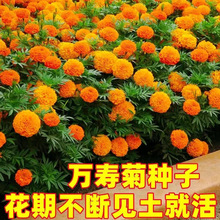 【万寿菊种子】万寿菊蓝目菊耐寒景观庭院花卉默认项观花种子国产