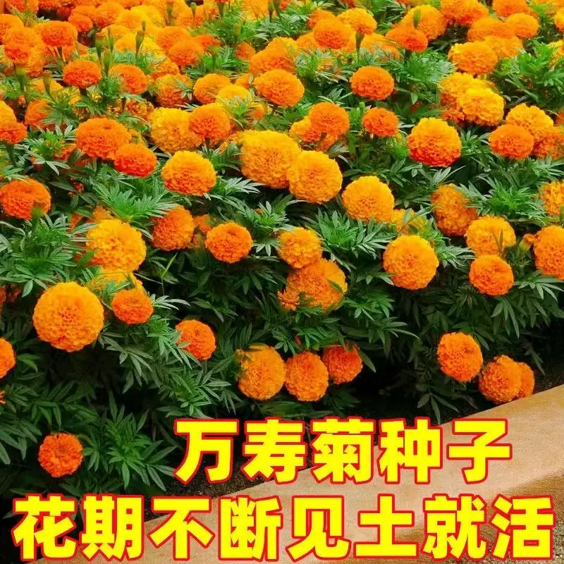 【万寿菊种子】万寿菊蓝目菊耐寒景观庭院花卉默认项观花种子国产
