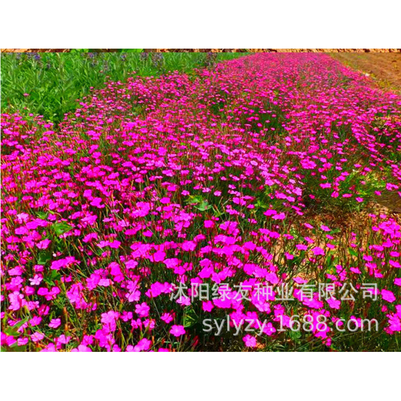 Semillas de flores, semillas de flores.