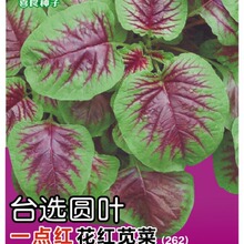 冯子龙喜良蔬菜种子台选圆叶一点红花红苋菜种子基地田园露地阳台