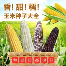 高产玉米种子鲜食水果玉米种甜糯黑色彩色大田播种黏玉米种子